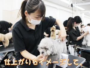 お客様の接客＆トリミング♪